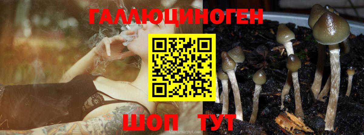 Галлюциногенные грибы Cubensis  Вход с VPN  Киселёвск 
